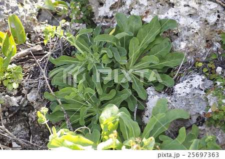 自生のニガナ 自生のニガナ 25697363