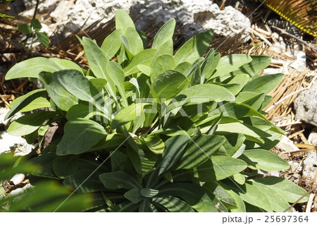 自生のニガナ 25697364