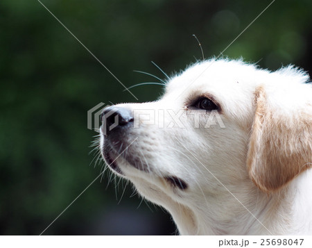 portraits of young small cute lovely mini size dog portraits of young small cute lovely mini size dog 25698047