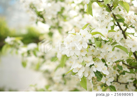 林檎の花 25698065
