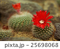 サボテン2 25698068