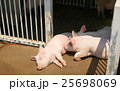 豚の親子 25698069