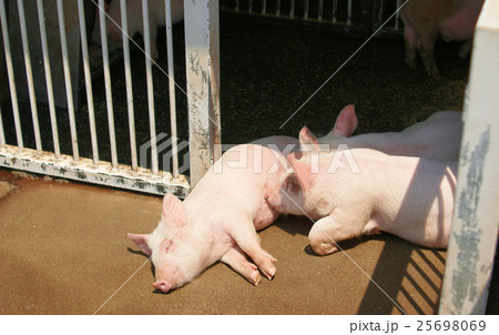 豚の親子 25698069