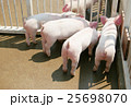 豚のお尻 25698070