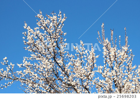 花 フラワー お花 25698203