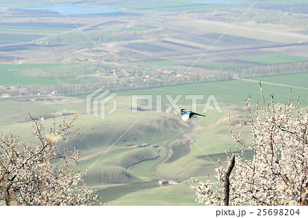 花 フラワー お花 25698204