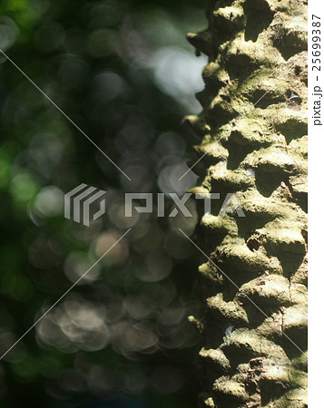 textured palm thorns in decorative home garden textured palm thorns in decorative home garden 25699387