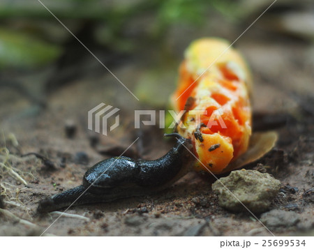 young snail climbing on brown wet earth floor  25699534