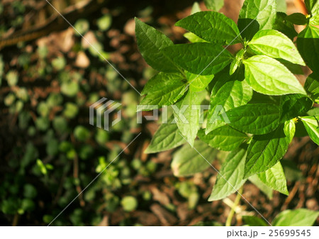 background picture green small tiny tropical plant 25699545