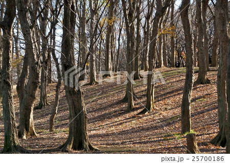 冬木立３ 25700186