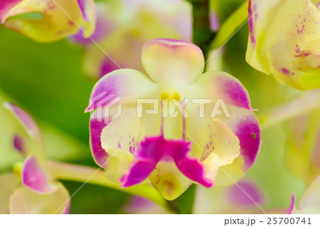 Orchid is bright colors and beautiful 25700741