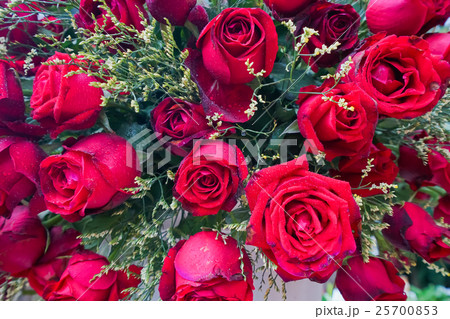 red roses background. red roses background. 25700853