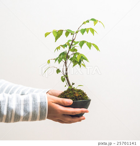 苔玉 苔玉 25701141