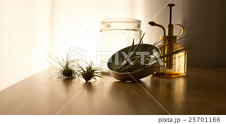 エアプランツ 25701166