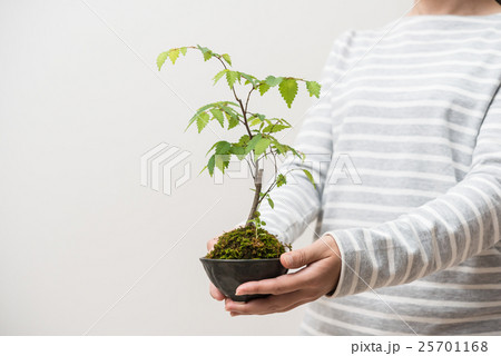 苔玉 苔玉 25701168