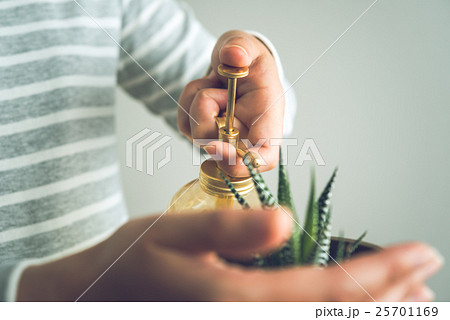 ハオルチア 25701169