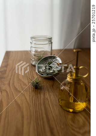 エアプランツ 25701219