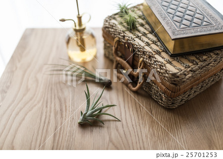 エアプランツ 25701253