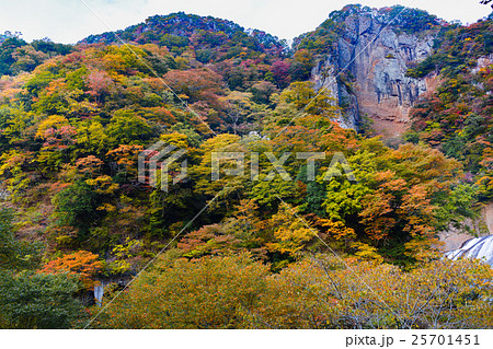 【紅葉】名勝　袋田の滝 25701451