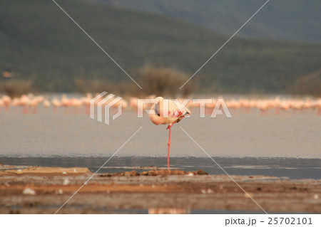 ケニアボゴリア湖のフラミンゴ片足立ち in Lake Bogoria, Kenya ケニアボゴリア湖のフラミンゴ片足立ち in Lake Bogoria, Kenya 25702101
