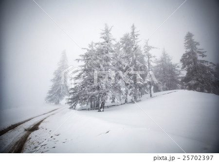 Christmas background with snowy fir trees Christmas background with snowy fir trees 25702397