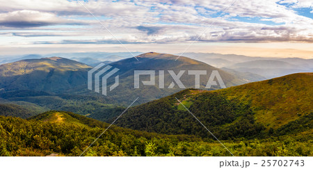 forest on hillside in morning light forest on hillside in morning light 25702743