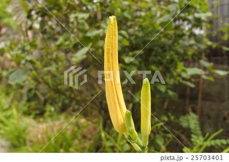 クワンソウのつぼみ 25703401