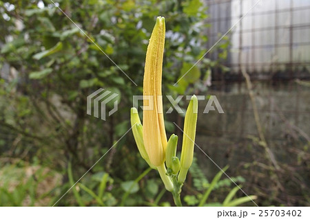 クワンソウのつぼみ 25703402