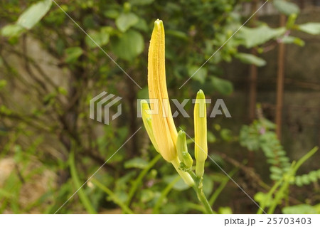 クワンソウのつぼみ 25703403
