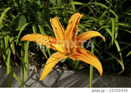 クワンソウ 25703410