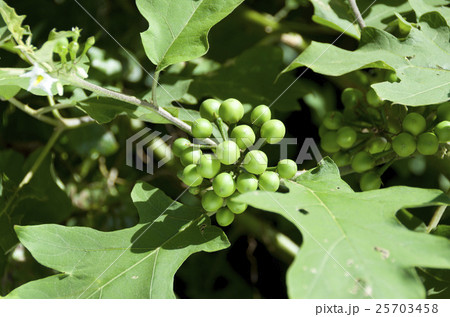 セイバンナスビの実 25703458