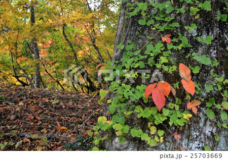 紅葉始めたブナの大木 紅葉始めたブナの大木 25703669