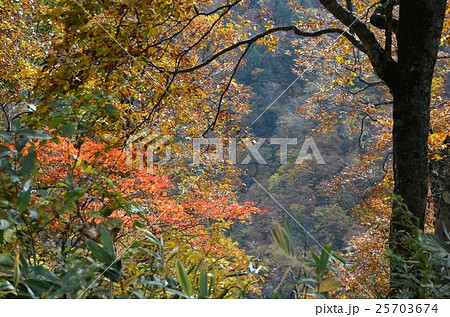 紅葉に彩られた有峰の山々 25703674
