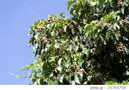 アカギ アカギ 25703750