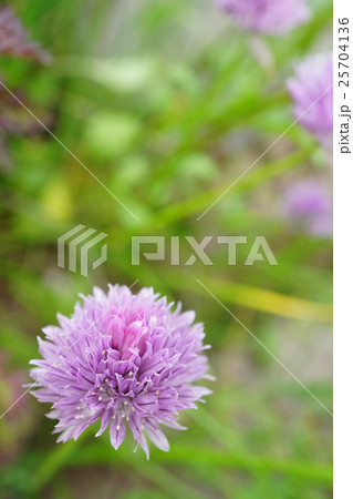 可愛いチャイブ 25704136