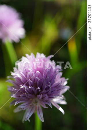 可愛いチャイブ 25704138