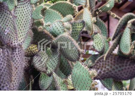 ガラパゴスのサボテン ガラパゴスのサボテン 25705170