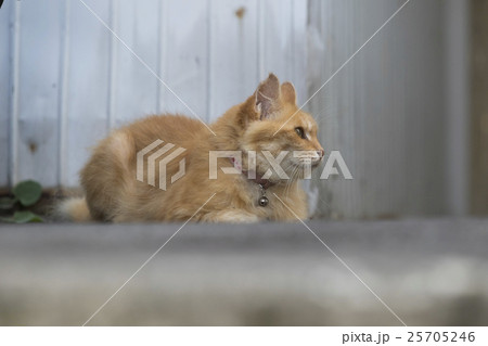 路地の片隅に座る猫 25705246