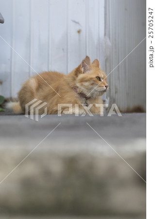 路地の片隅に座る猫 25705247