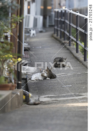路地の猫 25705248