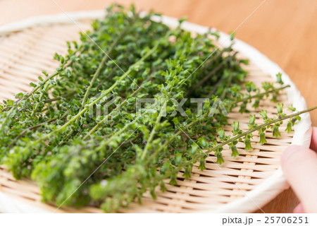 紫蘇の実 25706251