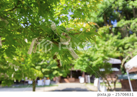 本蓮寺の山門 25706631