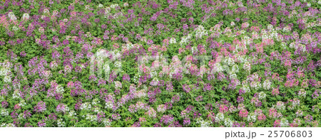 Spider flower garden Spider flower garden 25706803