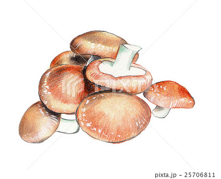 野菜 ベジタブル 青菜 25706811