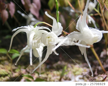 いかり草 25706929