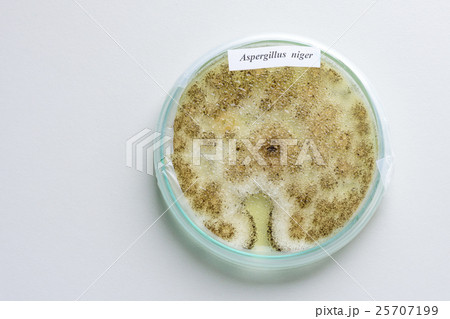 Colony of a mold (Aspergillus niger) on agar plate 25707199