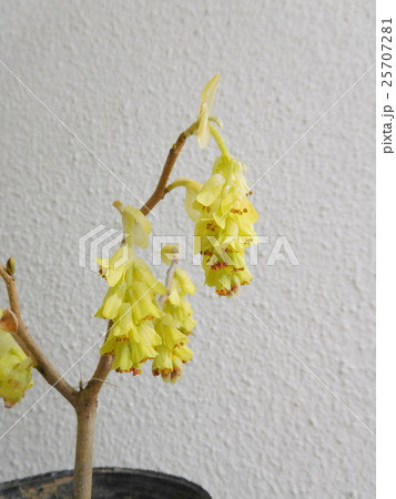 トサミズキの花 25707281