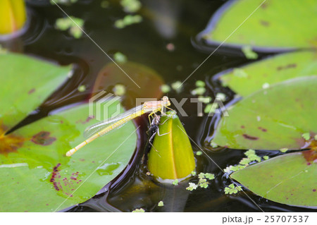 イトトンボ羽化 イトトンボ羽化 25707537