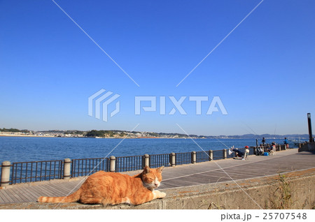 江ノ島の猫 25707548