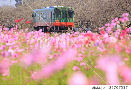 真岡鉄道とコスモス 25707557
